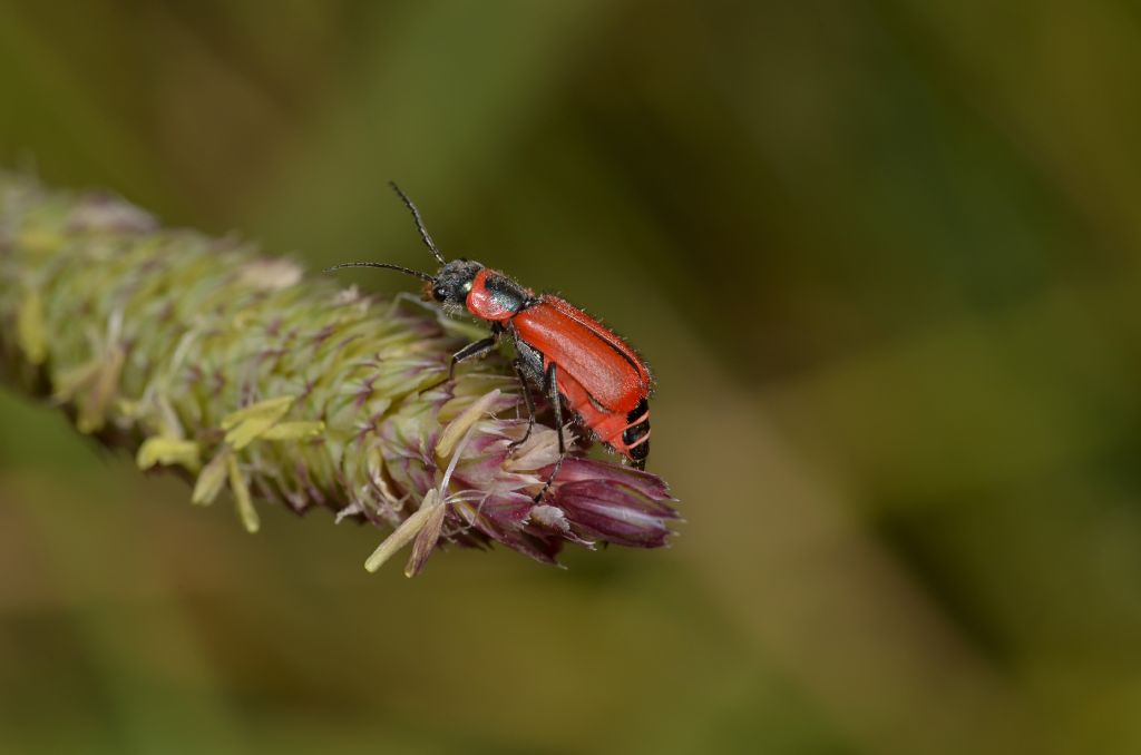 Malachiidae:  Clanoptilus rufus, femmina